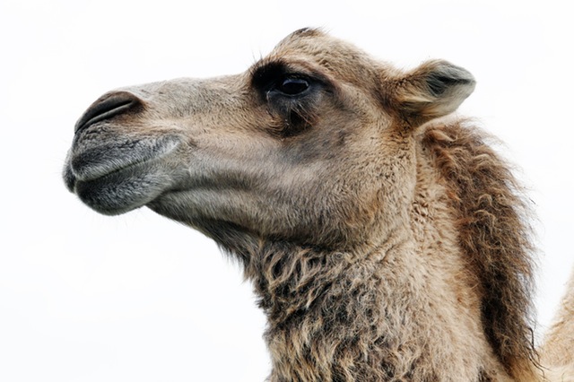 Camels were introduced to Australia - Full force Hunting